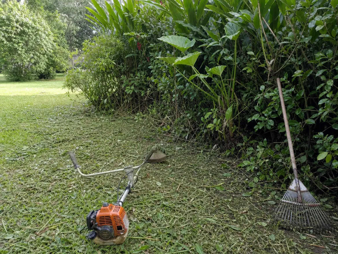 Entretien de jardin : débroussaillage, tonte, taille de haies (Dembéni)