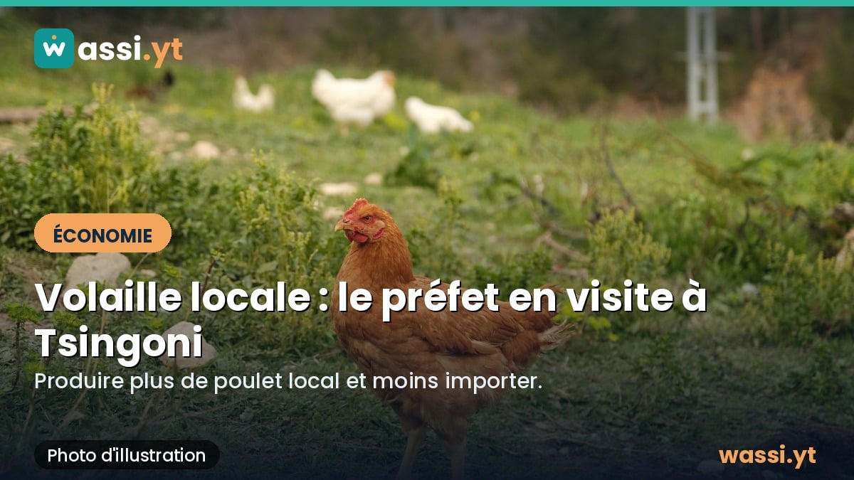 Volaille locale : le préfet en visite à Tsingoni pour soutenir la filière