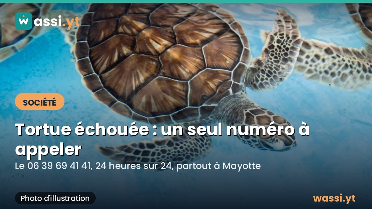 Tortue ou dauphin échoué à Mayotte : un seul numéro à appeler, 24 heures sur 24
